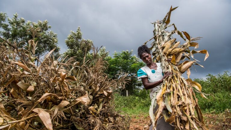 Engaging Women and Youth as Catalysts for Sustainable Aedes Control: A Community Participatory Model in Kinshasa, Democratic Republic of the Congo